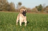 KANGAL 149